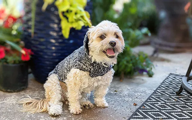 Dog Coat, Reversible - Cozy Cable in Ash Faux Fur with Cuddly Fur in Black